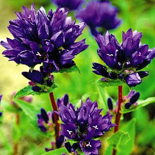 種 花たね ヤツシロソウ 紫花 1袋(200粒)