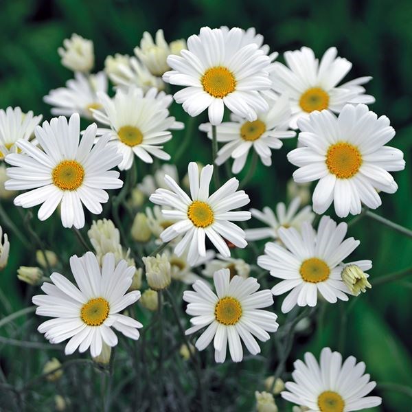 種 花たね 除虫菊 シロバナムシヨケギク 1袋（50粒)