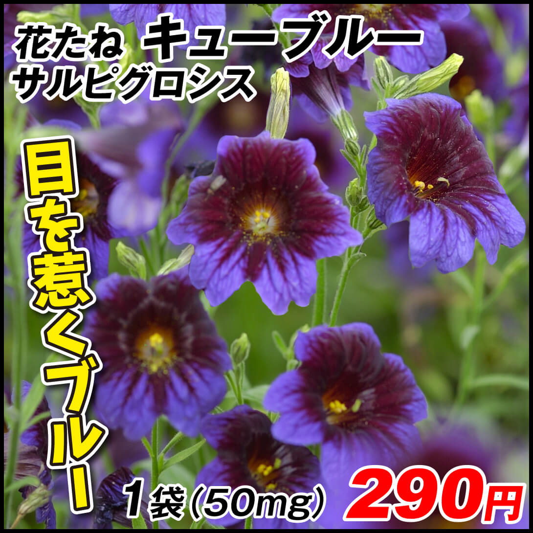 種 花たね サルピグロシス キューブルー 1袋(50mg)