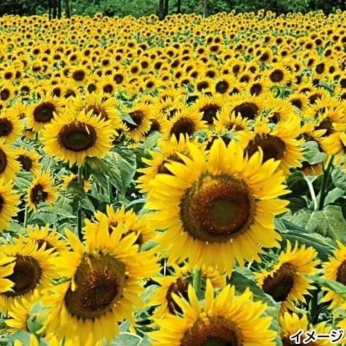種 花たね大量販売 矮性ひまわり畑
