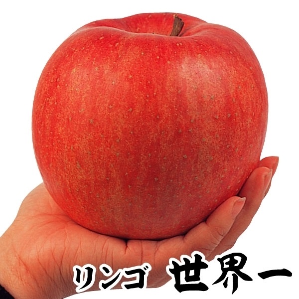 果樹苗 リンゴ 世界一 1株