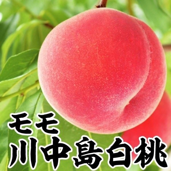 果樹苗 モモ 川中島白桃 1株