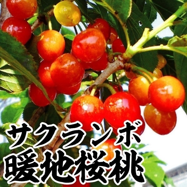 果樹苗 サクランボ 暖地桜桃 1株