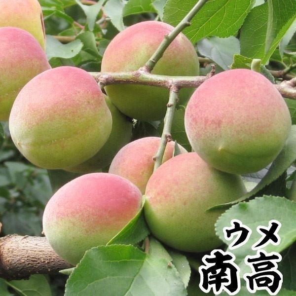 果樹苗 ウメ 南高(大梅) 1株