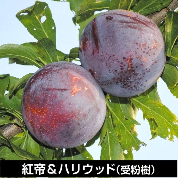 果樹苗 スモモ 紅帝R＆ハリウッド(受粉樹) 2種2株