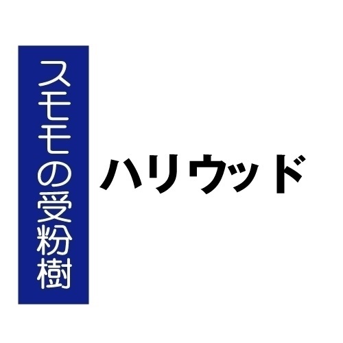 果樹苗 スモモ ハリウッド 1株