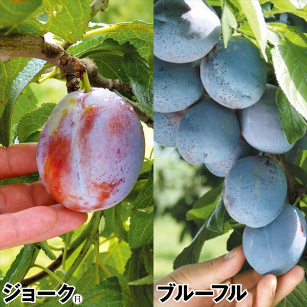 果樹苗 おすすめプルーンセット 2種2株