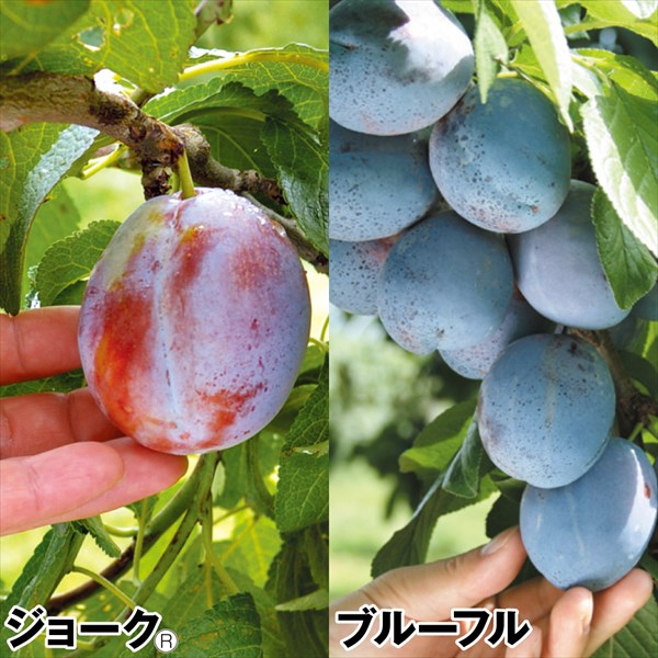 果樹苗 プルーン おすすめプルーンセット 2種2株