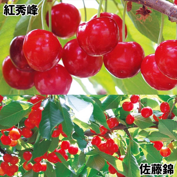 果樹苗 サクランボ 紅秀峰＆佐藤錦 2種2株