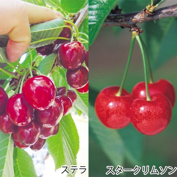 果樹苗 サクランボ アメリカンチェリーセット 2種2株
