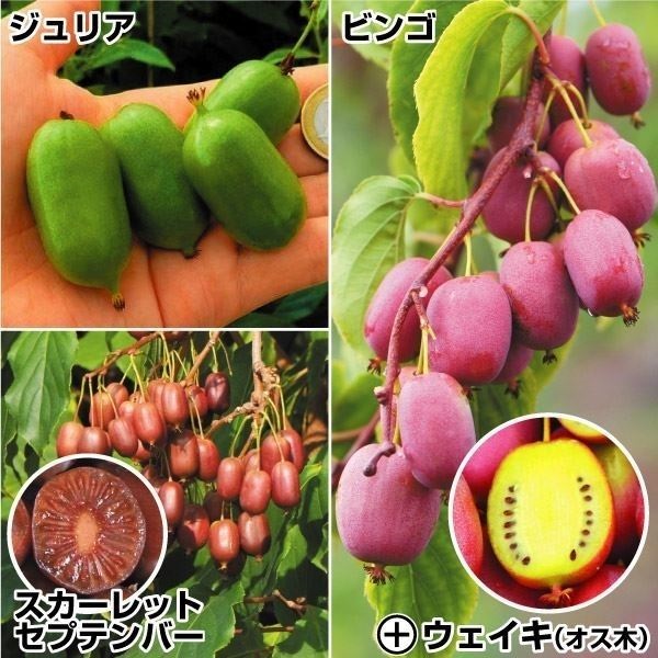 果樹苗 ミニキウイセット 4種4株