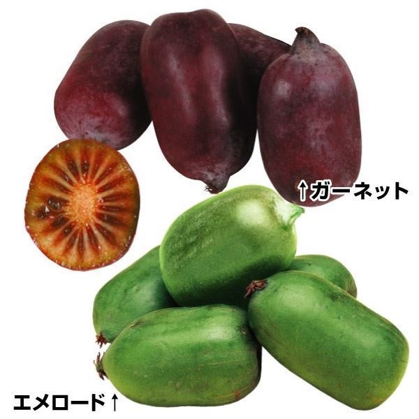 果樹苗 サルナシ サルナシセット 2種2株