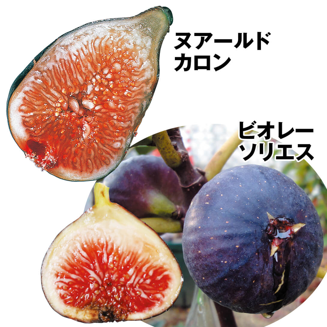 果樹苗 イチジク 絶品イチジクセット 2種2株