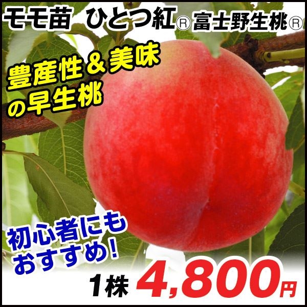 果樹苗 モモ ひとつ紅R 富士野生桃R 1株