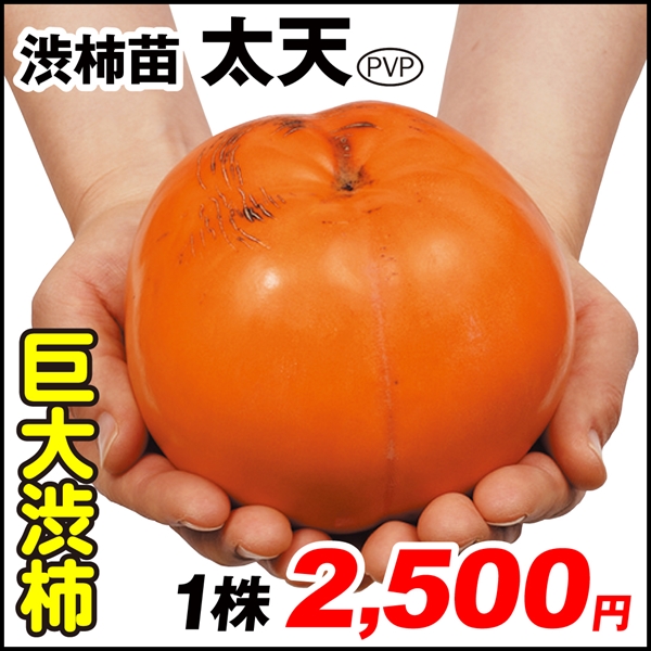 果樹苗 カキ 渋柿 太天PVP 1株