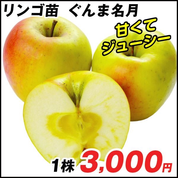 果樹苗 リンゴ ぐんま名月 1株