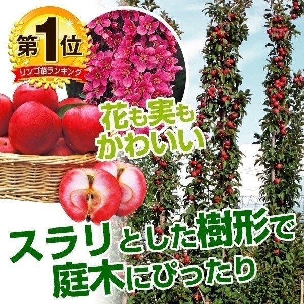 果樹苗 リンゴ メイちゃんの瞳R PVP(登録名：メイ17)