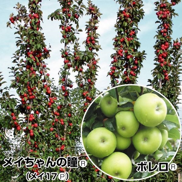 果樹苗 リンゴ 紅白バレリーナRツリーセット2種2株