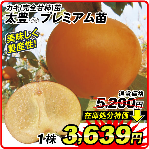 太豊 プレミアム苗 甘柿