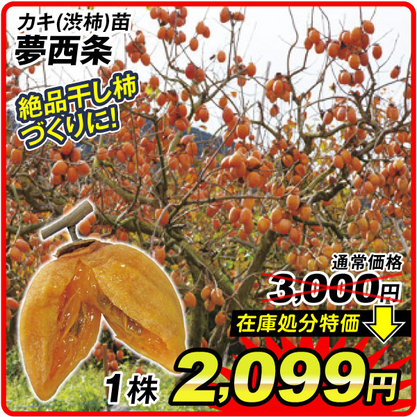 夢西条 渋柿