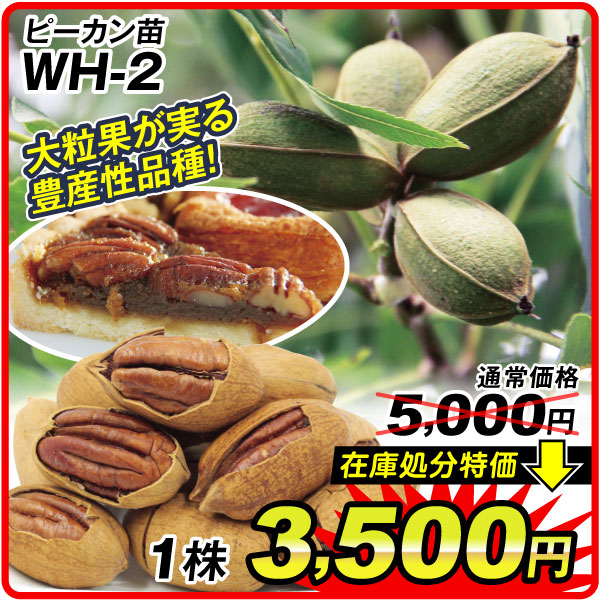 WH-2 ピーカン