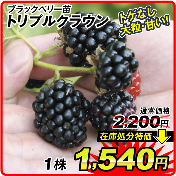トリプルクラウン キイチゴ