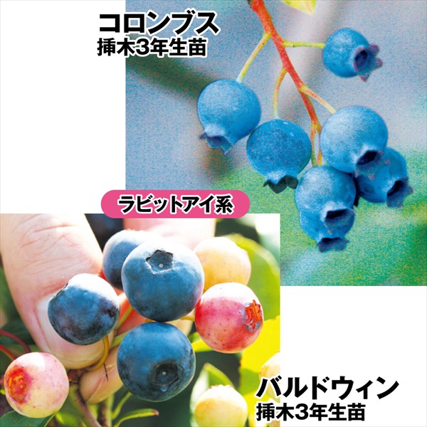 果樹苗 ブルーベリー 育てやすいラビットアイ系セット 2種2株