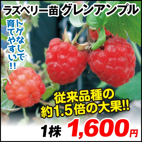 果樹苗 キイチゴ グレンアンプル 1株
