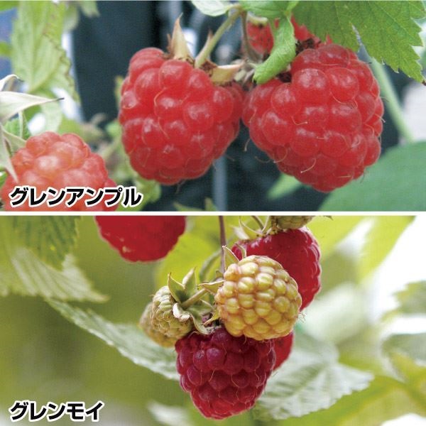 果樹苗 キチゴ トゲなしラズベリーセット 2種2株