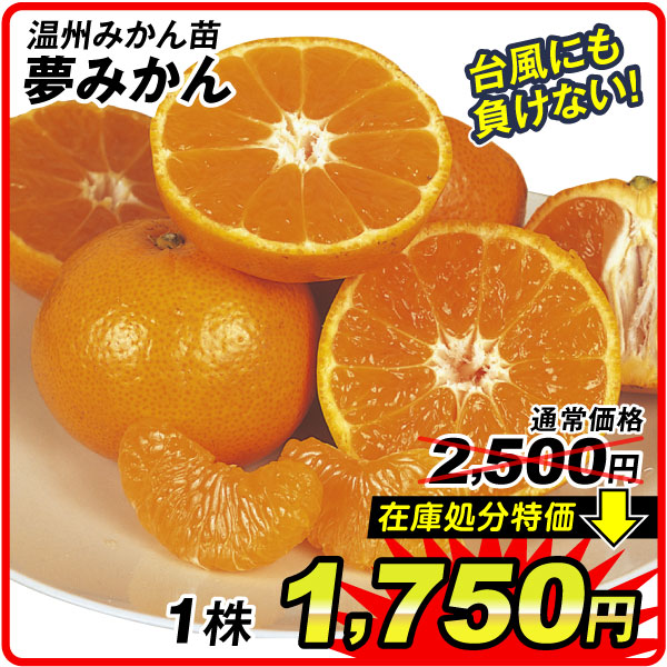 果樹苗 カンキツ 温州みかん 夢みかん 1株[在庫処分セール]