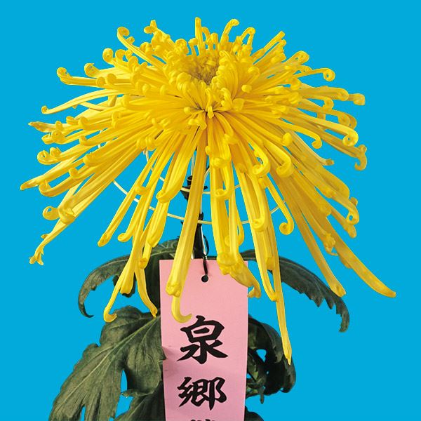 菊苗 大菊 泉郷蛍火（農林水産省品種登録出願予定) 1芽