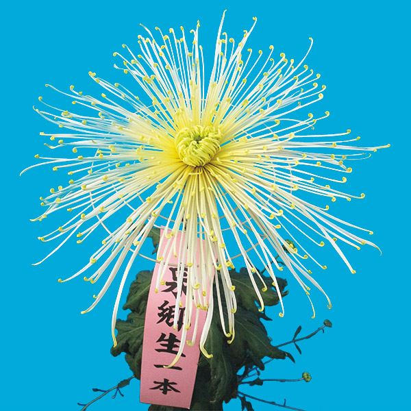 菊苗 大菊 泉郷生一本（農林水産省品種登録出願予定) 1芽