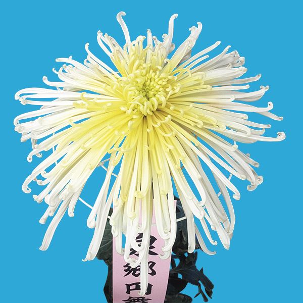 菊苗 大菊 泉郷円舞曲（農林水産省品種登録出願予定) 1芽