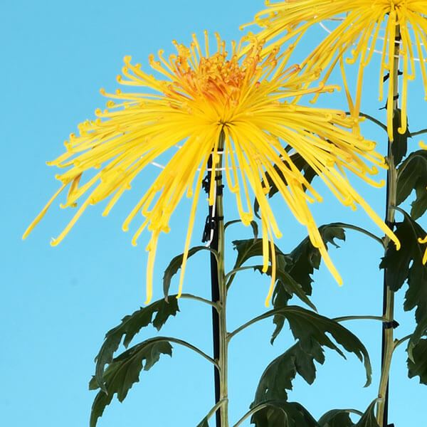 菊苗 大菊 泉郷星宿 1芽