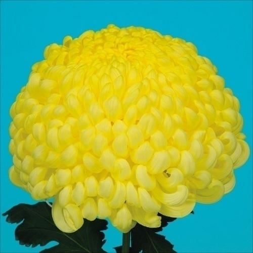 菊苗 大菊 国華寿の祝 1芽
