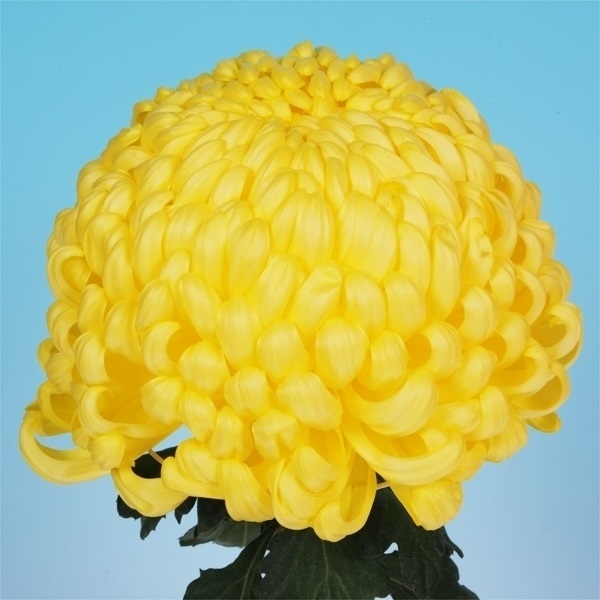 菊苗 大菊 国華鼓舞 1芽
