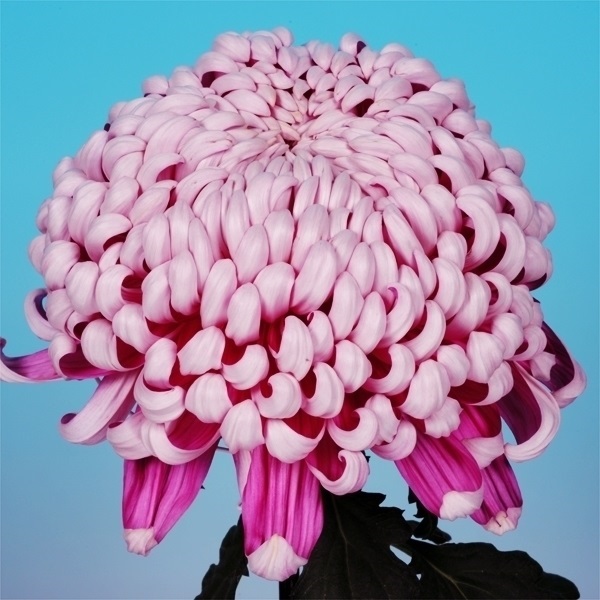 菊苗 大菊 国華重文 1芽