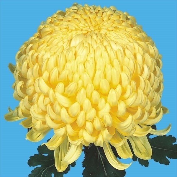 菊苗 大菊 国華秋天 1芽
