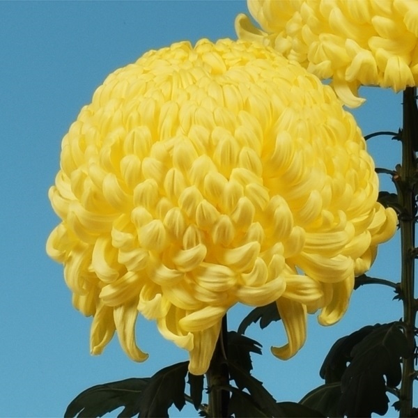 菊苗 大菊 国華卒寿宝 1芽