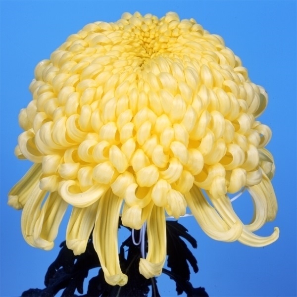 菊苗 大菊 国華徳人 1芽