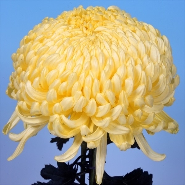 菊苗 大菊 国華八十冠 1芽