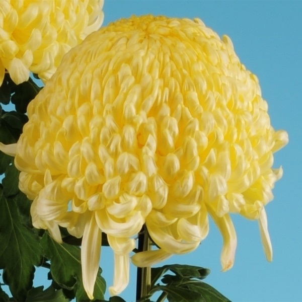 菊苗 大菊 国華発祥 1芽