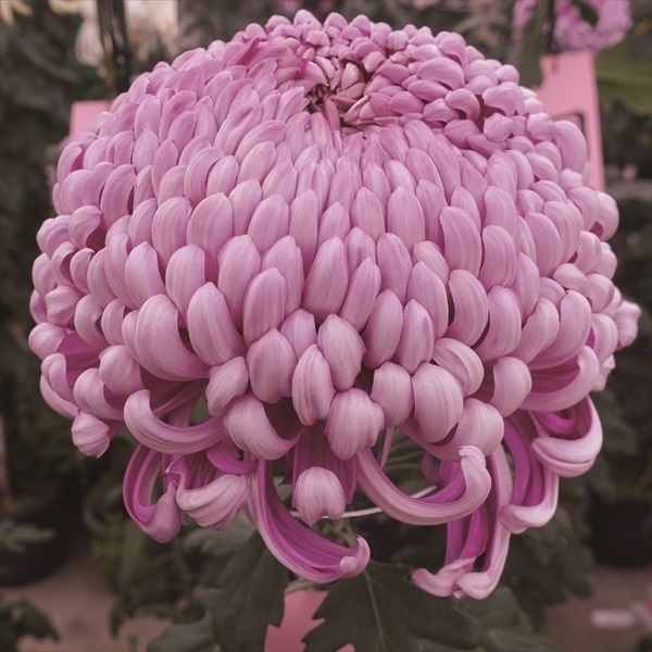 菊苗 大菊 国華奉行(P) 1芽