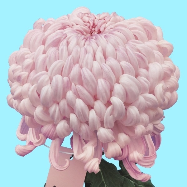 菊苗 大菊 国華山神 1芽