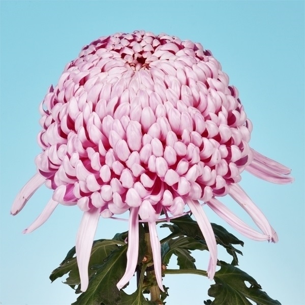 菊苗 大菊 国華夢の舞(P) 1芽