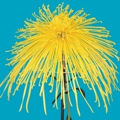 菊苗 大菊 泉郷光華 1芽