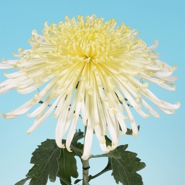 菊苗 大菊 泉郷清冷水 1芽