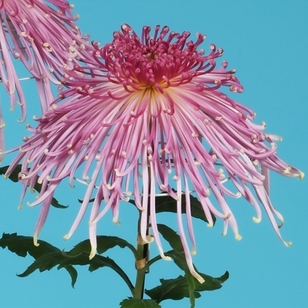 菊苗 大菊 泉郷卒寿星 1芽