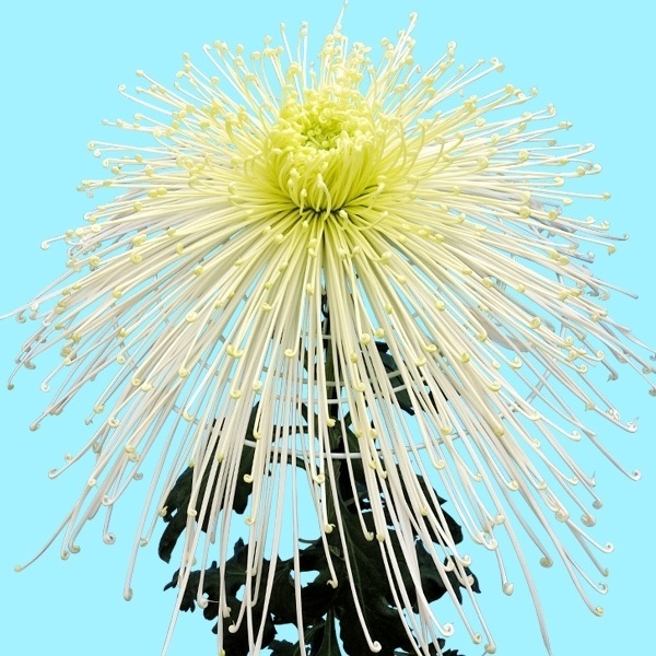 菊苗 大菊 泉郷船守 1芽