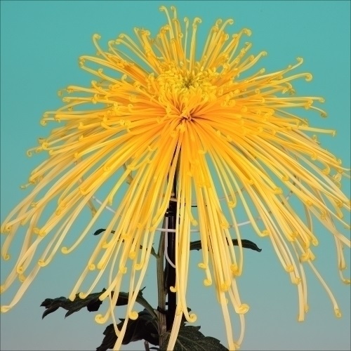 菊苗 大菊 泉郷水芭蕉 1芽